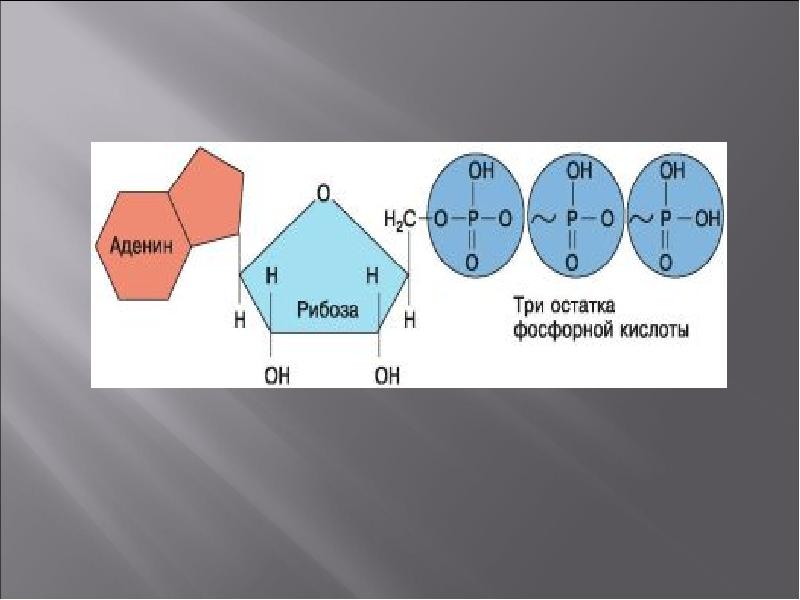 Аденин рибоза три. Аденин рибоза три остатка фосфорной кислоты это. Аденин рибоза и 3 остататка фосфорной кислоты. Аденин рибоза три остатка. Аденин рибоза остаток фосфорной кислоты.