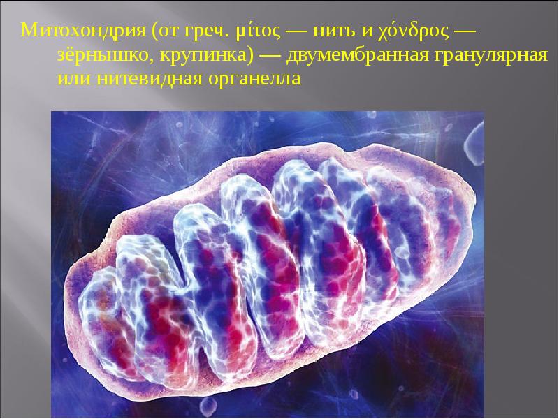 Митохондрия (от греч. μίτος — нить и χόνδρος — зёрнышко, крупинка)