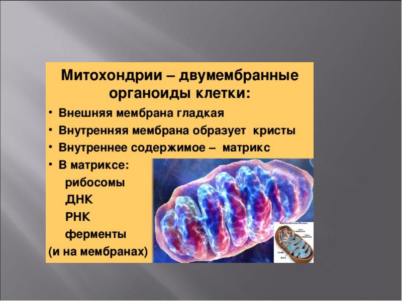 Какова функция митохондрий. Происхождение митохондрий. Митохондрии отсутствуют у. Митохондрии презентация. Теория происхождения митохондрий.