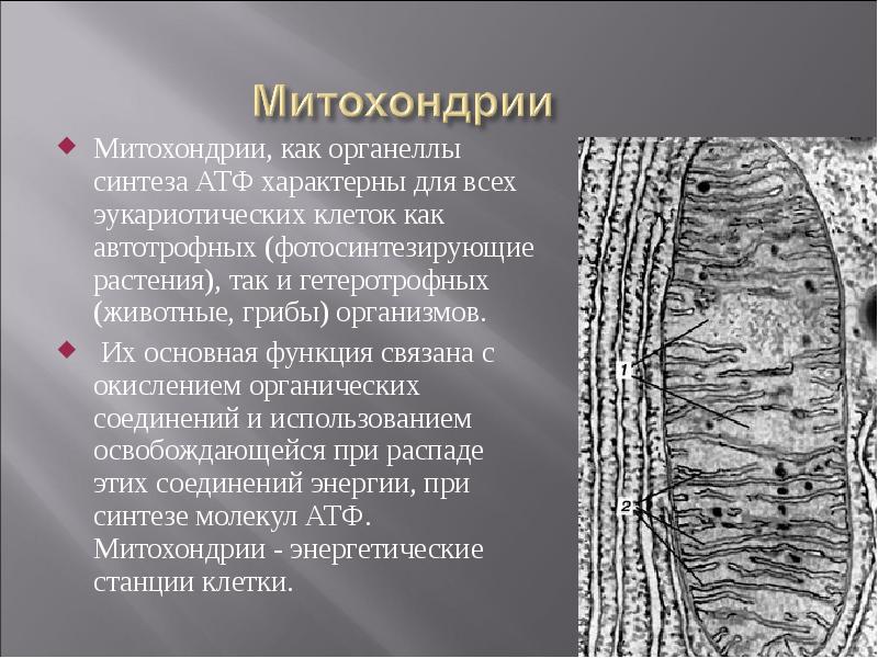 Митохондрии, как органеллы синтеза АТФ характерны для всех эукариотических клеток как