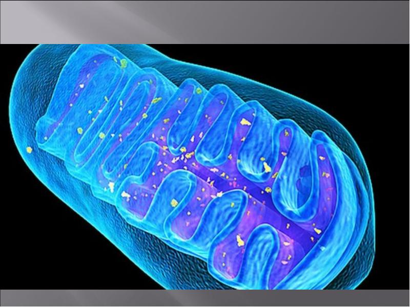 Фото митохондрии под микроскопом