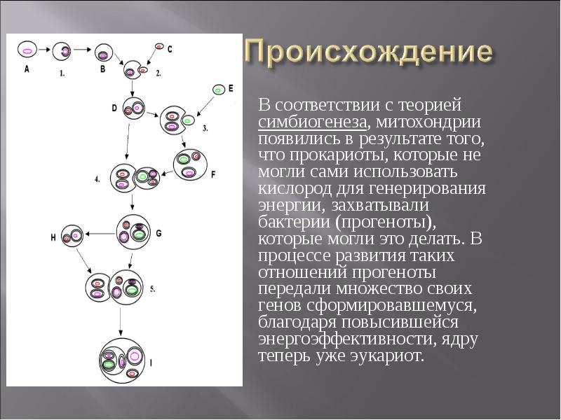 Гипотезы возникновения эукариот. Теория симбиогенеза происхождение митохондрий. Теория эндосимбиотического происхождения митохондрий. Теория симбиогенеза пластид и митохондрий. Симьиотическая гипотеза происхождения хлороплвста.