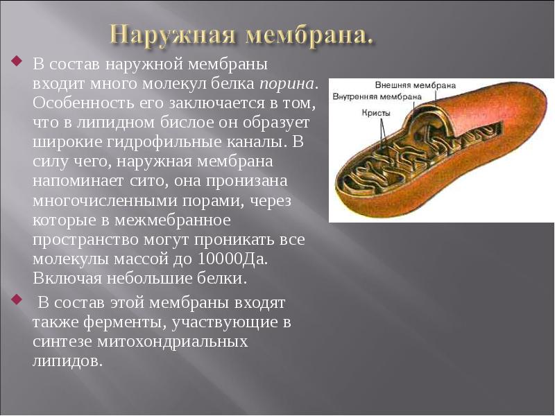 В состав наружной мембраны входит много молекул белка порина. Особенность его