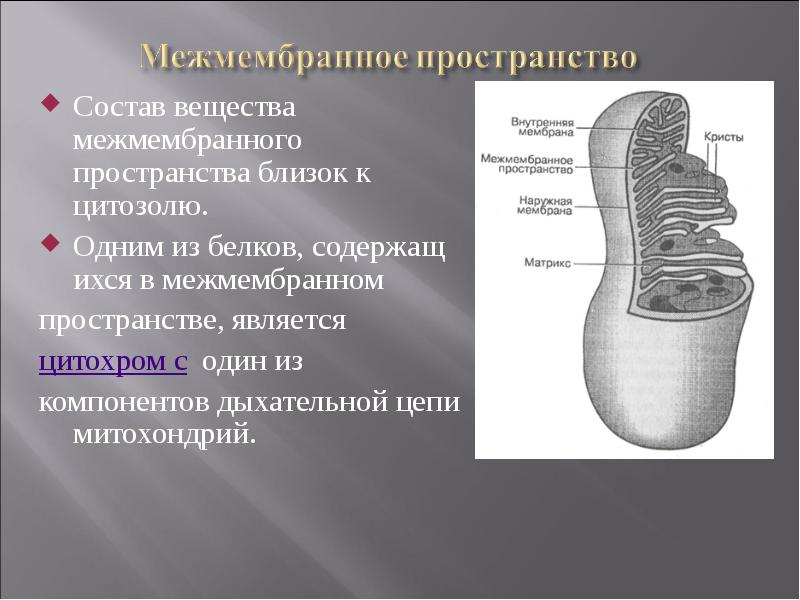 Состав вещества межмембранного пространства близок к цитозолю.  Состав вещества межмембранного