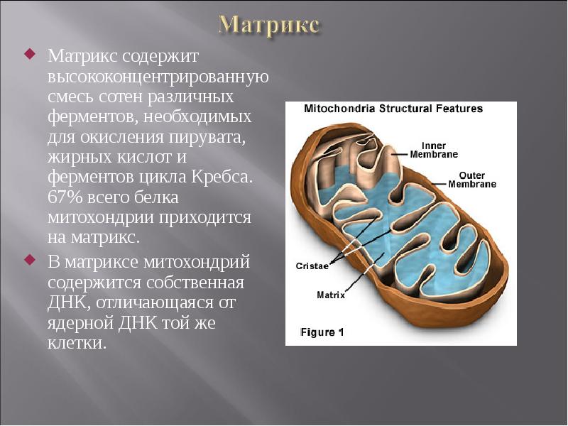 Матрикс содержит высококонцентрированную смесь сотен различных ферментов, необходимых для окисления пирувата,