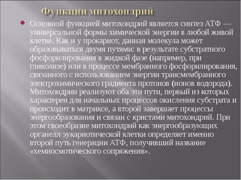 Основной функцией митохондрий является синтез АТФ — универсальной формы химической энергии