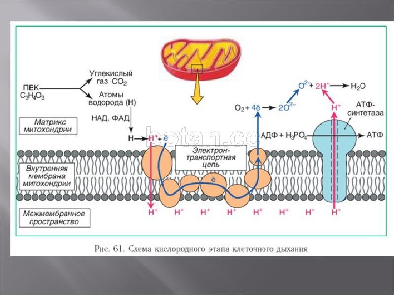 Энергетический обмен в митохондриях рисунок