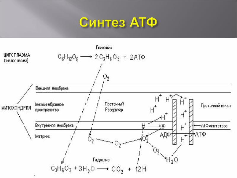 Происходит синтез атф за счет энергии. Синтез АТФ В митохондриях схема. Синтез АТФ В митохондрии клетки схема. Синтез АТФ В митохондрии клетки. Процесс синтеза АТФ В митохондриях.