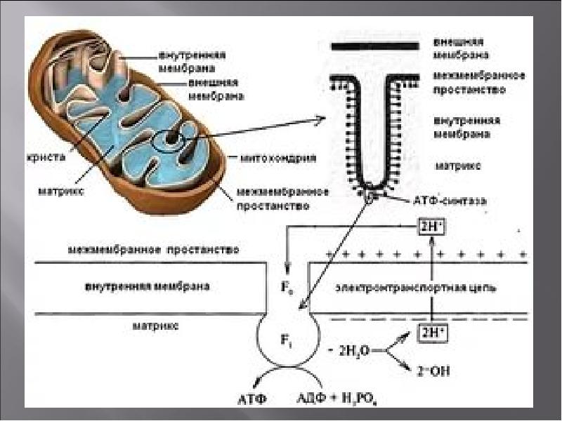 Митохондрии синтезируют атф. Синтез АТФ В митохондрии клетки схема. Схема строения митохондрии. Синтез АТФ на мембране митохондрий. АТФ В митохондрии схема.