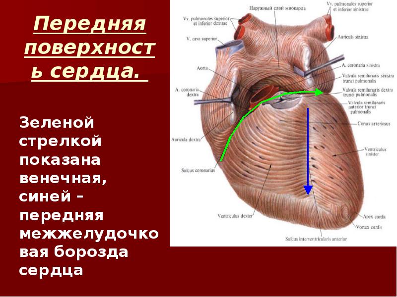 Венечная борозда у мужчин