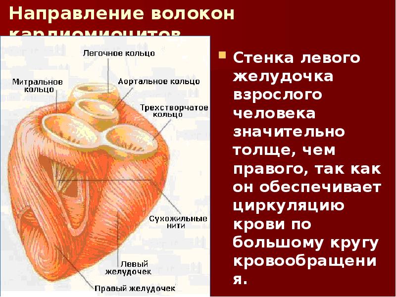 Сколько весит искусственный левый желудочек для сердца. Стенки левого желудочка. Стенки правого желудочка сердца. Стенки левого желудочка сердца. Строение стенок левого желудочка.