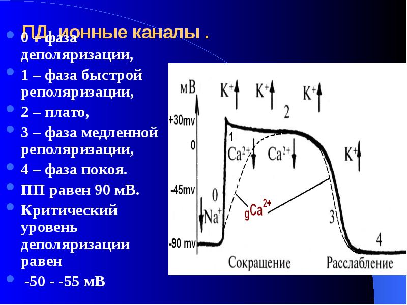 Реполяризация задней стенки