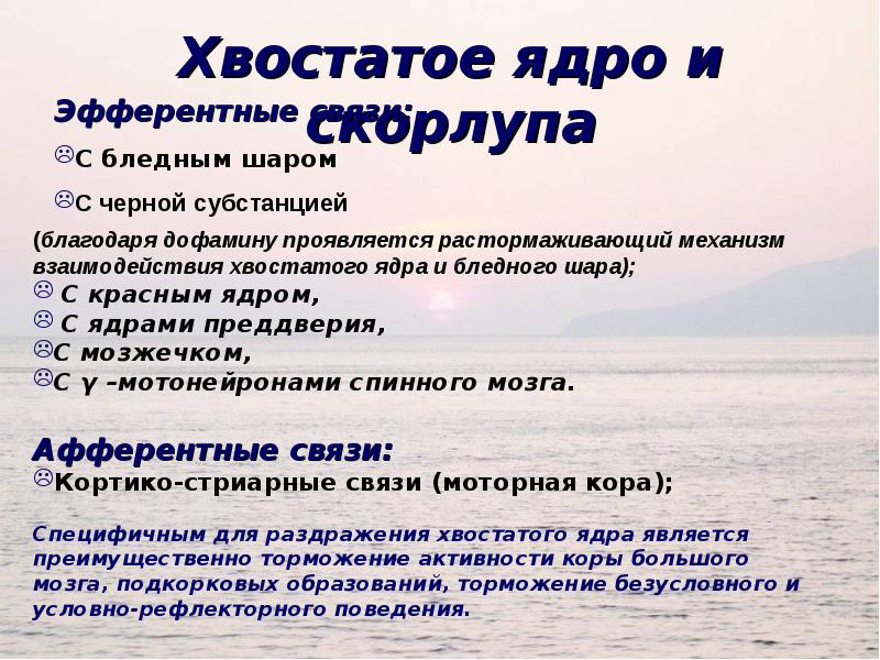 Базальные ядра стриатум и паллидум. Хвостатое ядро функции. Стриатум хвостатое ядро. Хвостатое ядро функции. Хвостатое ядро мозга функции.