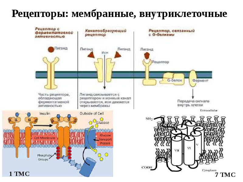 Проект по химии гормоны