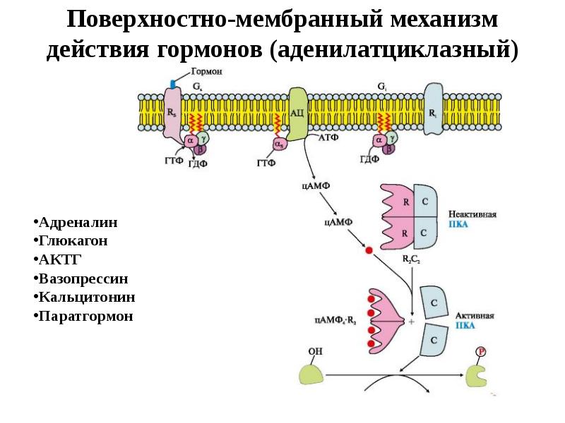 Схема действия гормонов