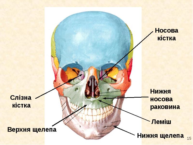 Kistki Licevogo I Mozkovogo Viddilu Cherepa Prezentaciya Doklad Proekt