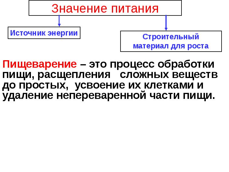 Проект питание и пищеварение