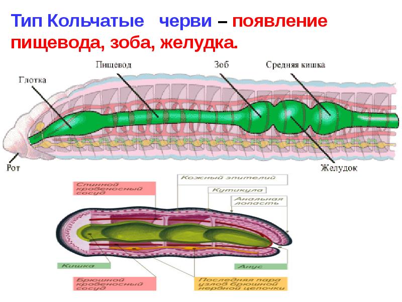 Эволюция пищеварительной системы презентация