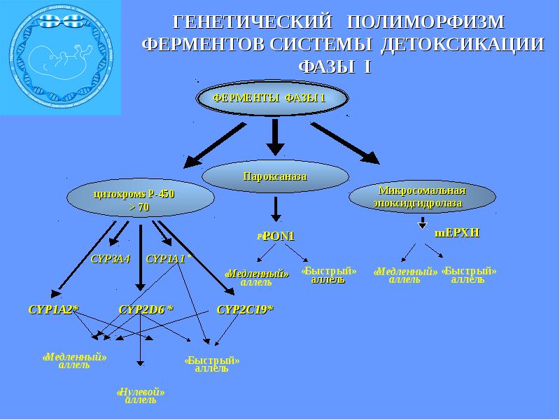 Фармакогенетика и фармакогеномика презентация