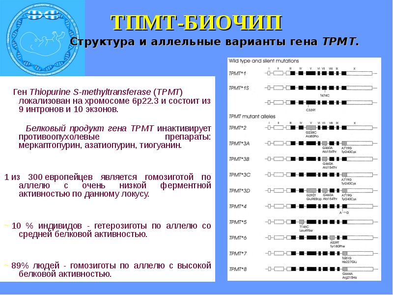 Фармакогенетика и фармакогеномика презентация