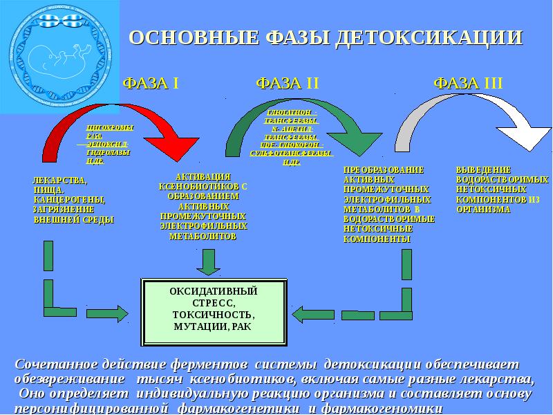 Ферментные препараты фармакология презентация