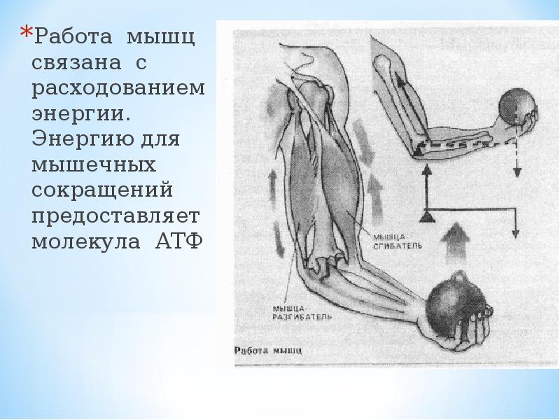 Работа мышц презентация. Работа мышц АТФ. Энергия для сокращения мышц. Работа мышц. Образование АТФ И тепла в мышцах..