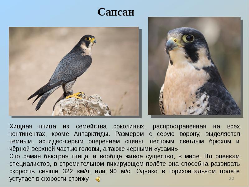 Хищные птицы курской области фото с названиями и описанием