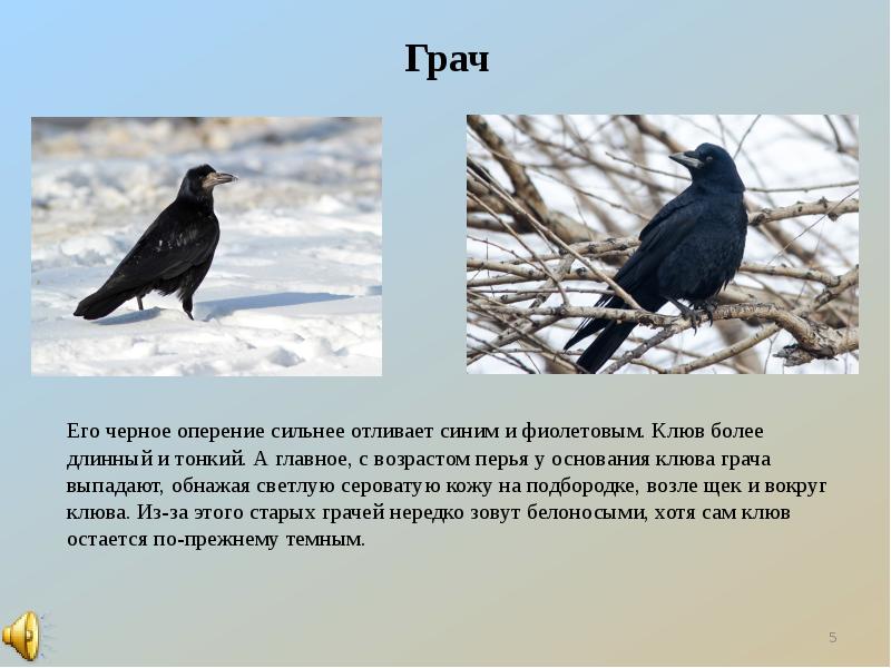 Грачи краткое описание. Сообщение о Граче. Грач описание. Клюв Грача. Доклад про Грача.