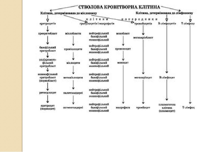 Схема кроветворения у детей