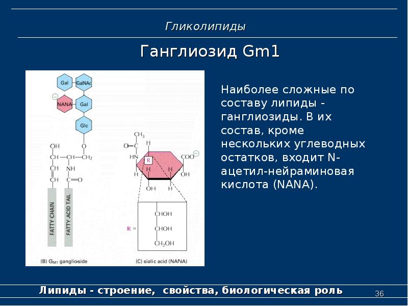 1 из наиболее. Ганглиозид gm1. Гликолипиды строение свойства. Ганглиозиды биохимия. Ганглиозиды биологическая роль.