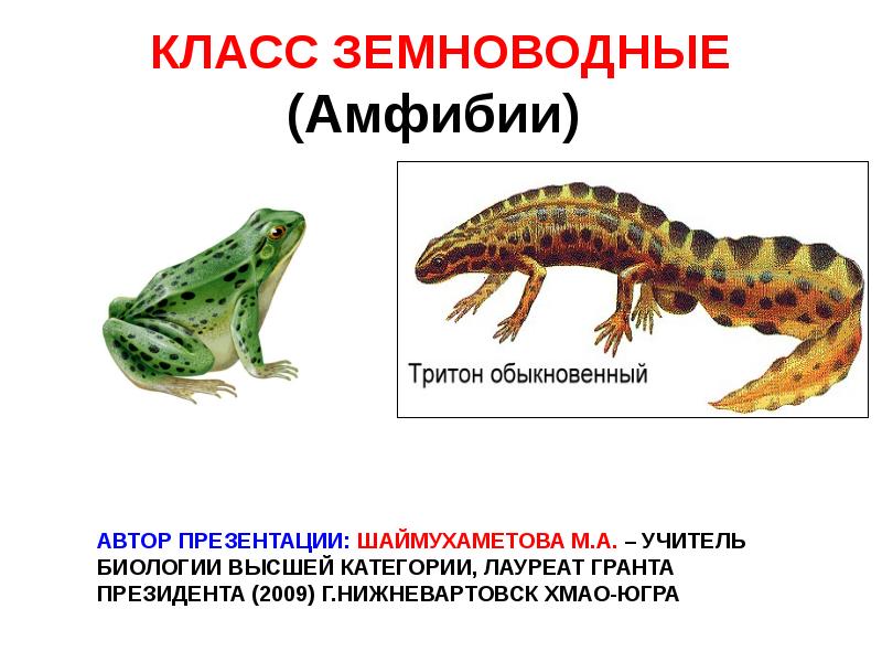 КЛАСС ЗЕМНОВОДНЫЕ (Амфибии)