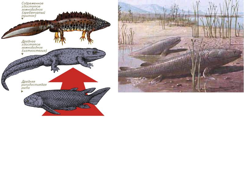 Каких древних животных считают предками земноводных
