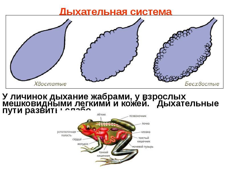 Земноводные дышат жабрами