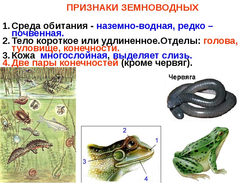 Земноводные презентация 2 класс