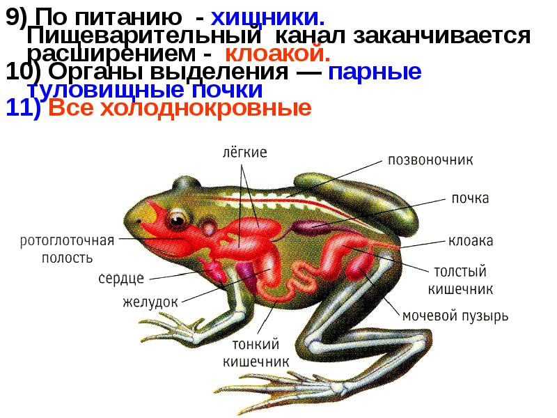 Строение внутренних органов земноводных