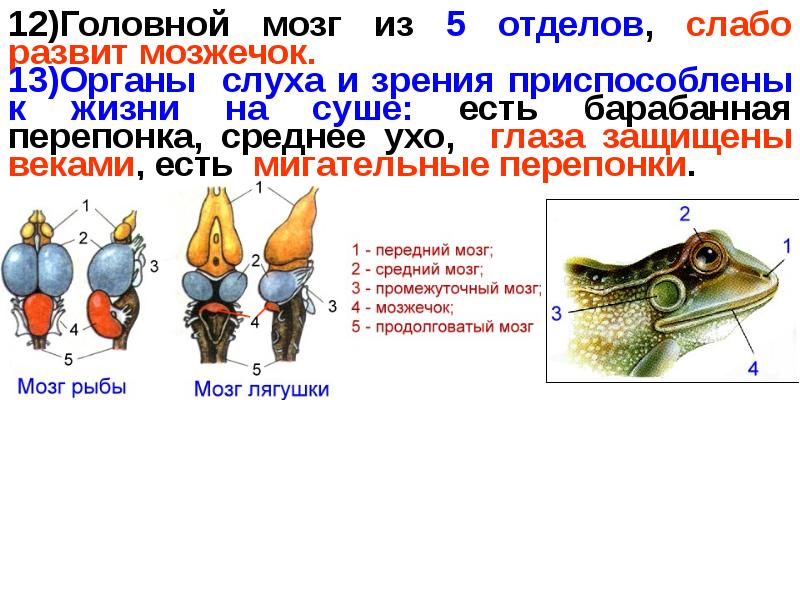 Нервная система и органы чувств лягушки