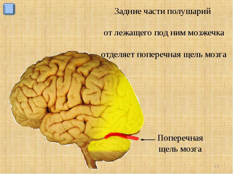 Ноги мозг голова. Мозжечок поперечная щель большого мозга. Продольная щель большого мозга. Поперечная щель большого мозга анатомия. Щель отделяющая конечный мозг и мозжечок.