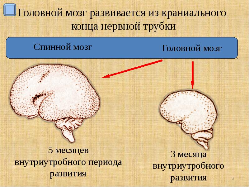 Развитие головного мозга презентация