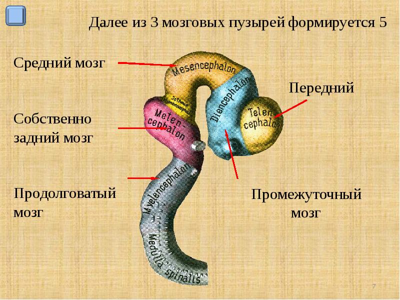 Развитие головного мозга презентация