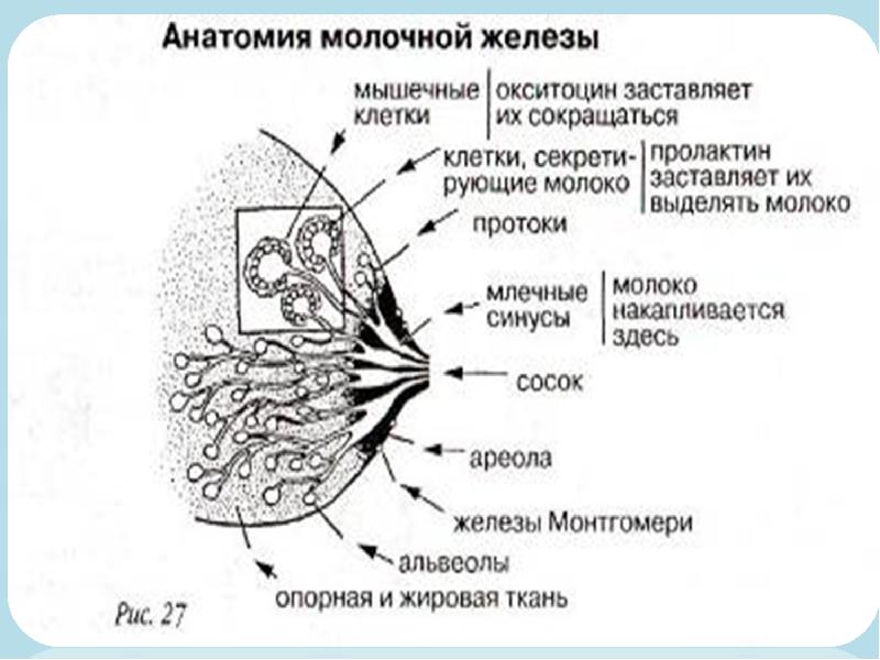 Закупорка молочных протоков при грудном вскармливании фото