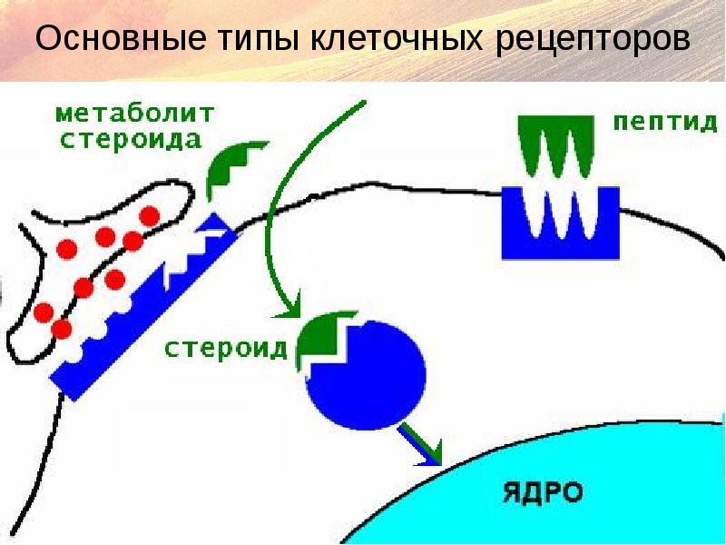 Эндокринная система гуморальная регуляция презентация 8 класс