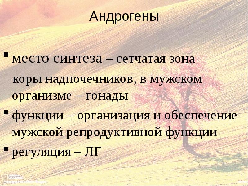 Место синтеза. Андрогены место синтеза. Половые гормоны место синтеза. Синтез андрогенов. Андрогены гормон место синтеза в.