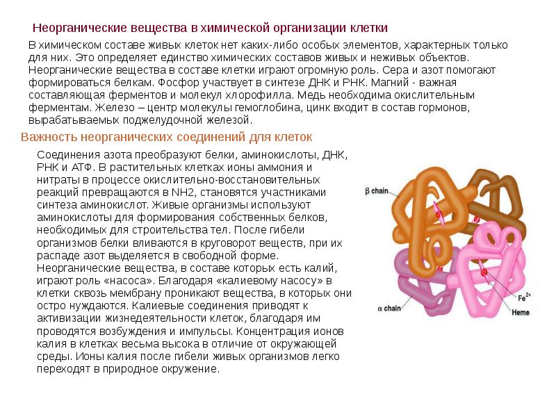 Презентация неорганические вещества клетки