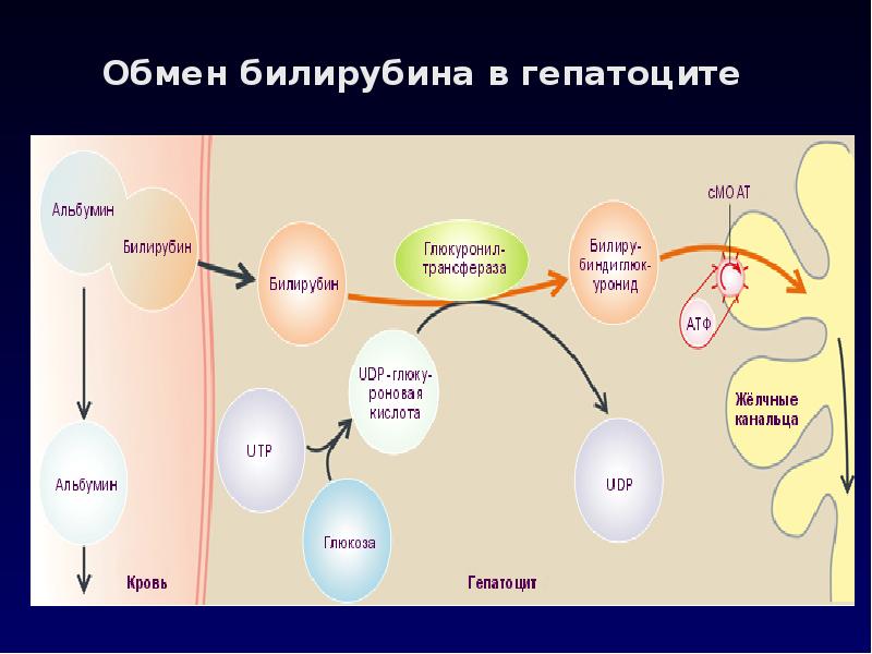 Схема билирубинового обмена