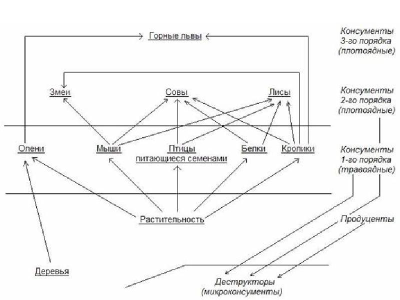 Схема трофической структуры биоценоза широколиственного леса