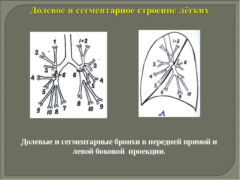 Рентгенологические синдромы заболеваний легких презентация