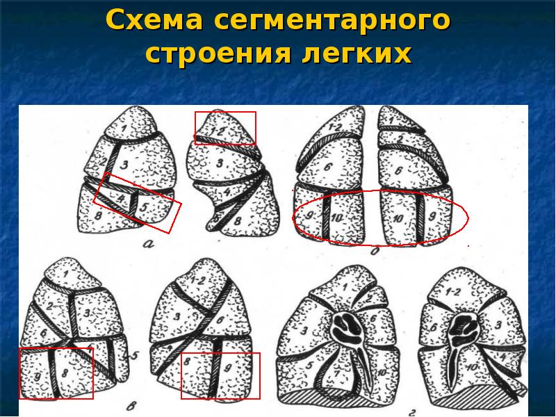 Сегменты легких схема. Сегментарное строение легких. Сегментарное строение легких у детей. Принцип сегментарного строения легких. 5 Доля легкого.