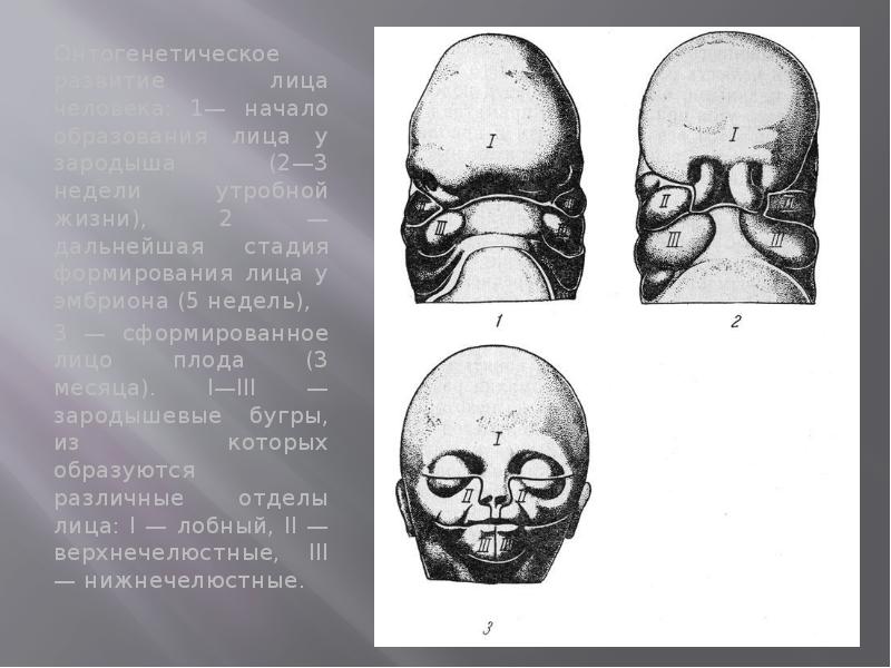 Формирование лица