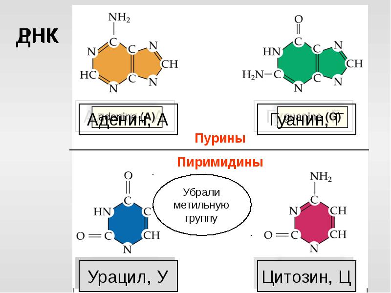 Днк содержит тимин. Аминокислоты аденин гуанин Тимин цитозин таблица. Аденин Тимин биология. Аденин гуанин цитозин Тимин комплементарность таблица. Тимин урацил аденин гуанин РНК.