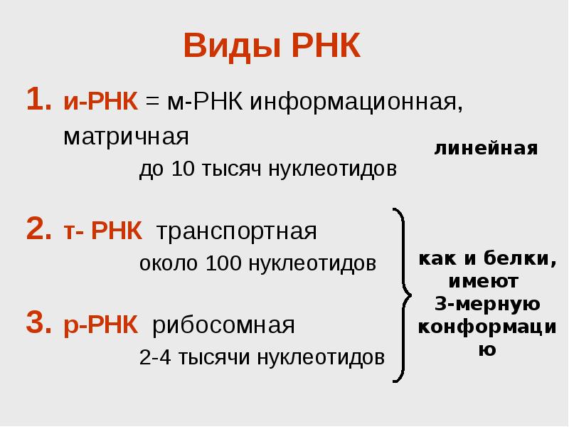 Рнк презентация 10 класс